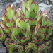 Sempervivum marmoreum matricum - Photo (c) Līva Mankus, all rights reserved, uploaded by Līva Mankus