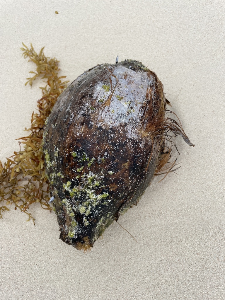 coconut palm from Angle Beach, Bermuda, BM on May 22, 2023 at 1214 PM by albrigh · iNaturalist