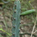 Cereus phatnospermus - Photo (c) Germaine Alexander Parada, all rights reserved, uploaded by Germaine Alexander Parada