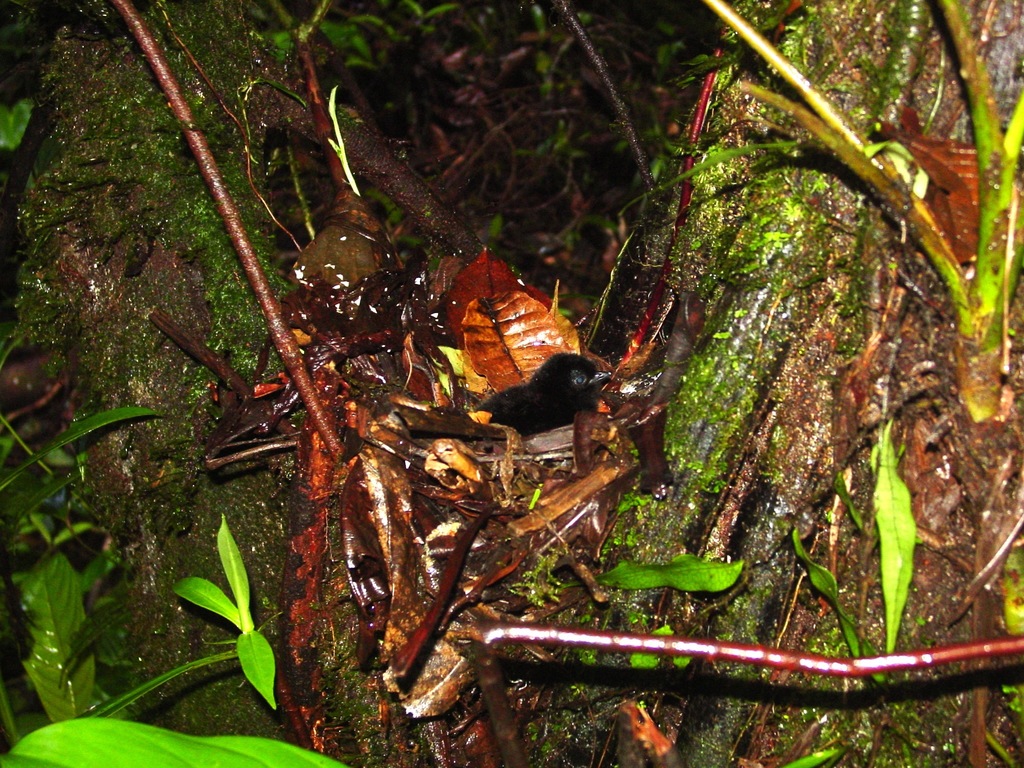 Red-winged Wood-Rail (Aramides calopterus) photo