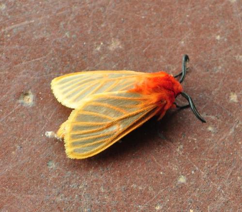 Laterite Matron