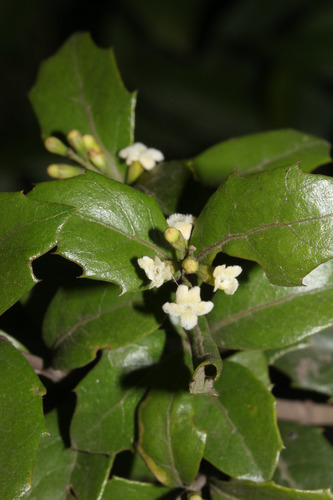 Citharexylum ilicifolium image