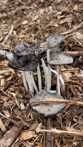iNaturalist observation photo of hare's foot inkcap