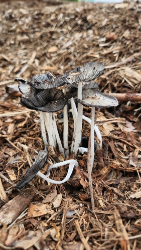 iNaturalist observation photo of hare's foot inkcap