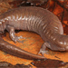 Streamside Salamander - Photo (c) Jake Scott, all rights reserved, uploaded by Jake Scott