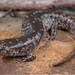 Small-mouthed Salamander - Photo (c) Jake Scott, all rights reserved, uploaded by Jake Scott