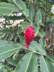 Alpinia purpurata image