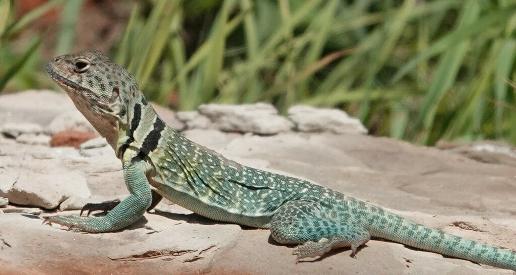Eastern Collared Lizard from Randall County, TX, USA on May 22, 2023 at ...