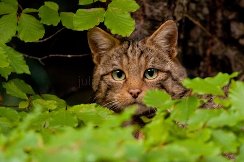 European Wildcat