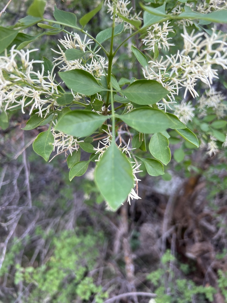 Fragrant Ash from Grand Canyon National Park, Williams, AZ, US on May ...