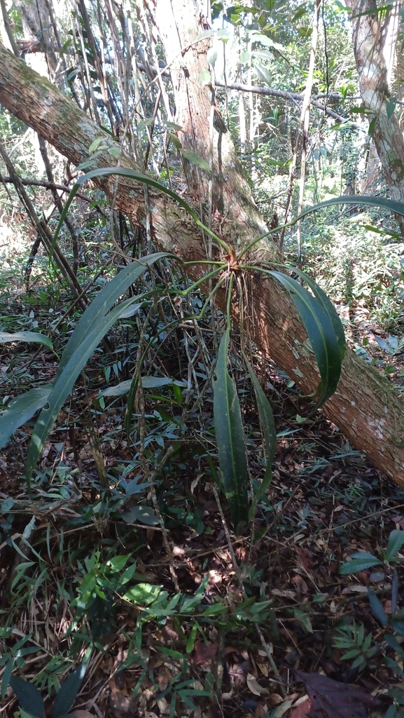 anthuriums from Reserva Biológica Augusto Ruschi on May 17, 2023 at 12: ...