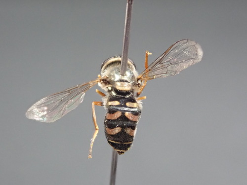 iNaturalist observation photo of Aphideaters