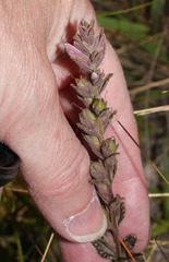 Image of Neobartsia orthocarpiflora