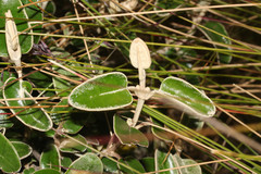 Gynoxys miniphylla image
