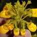 Calceolaria crenata - Photo 由 Ruth Ripley 所上傳的 (c) Ruth Ripley，保留所有權利