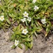Plagiobothrys linifolius - Photo (c) Ruth Ripley, todos los derechos reservados, subido por Ruth Ripley