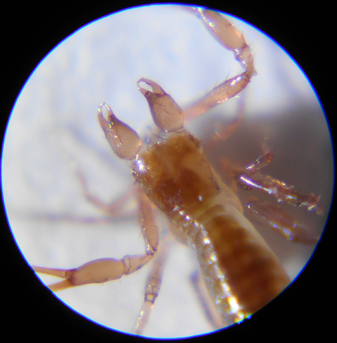 Ephippiochthonius tetrachelatus · iNaturalist