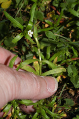Plagiobothrys linifolius image
