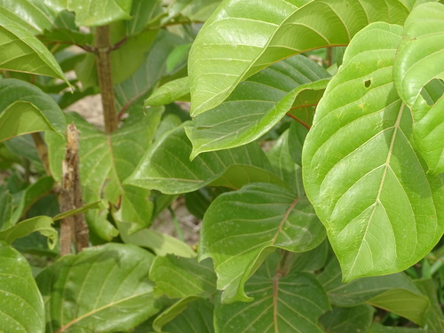 African peach