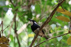 Notharchus pectoralis image