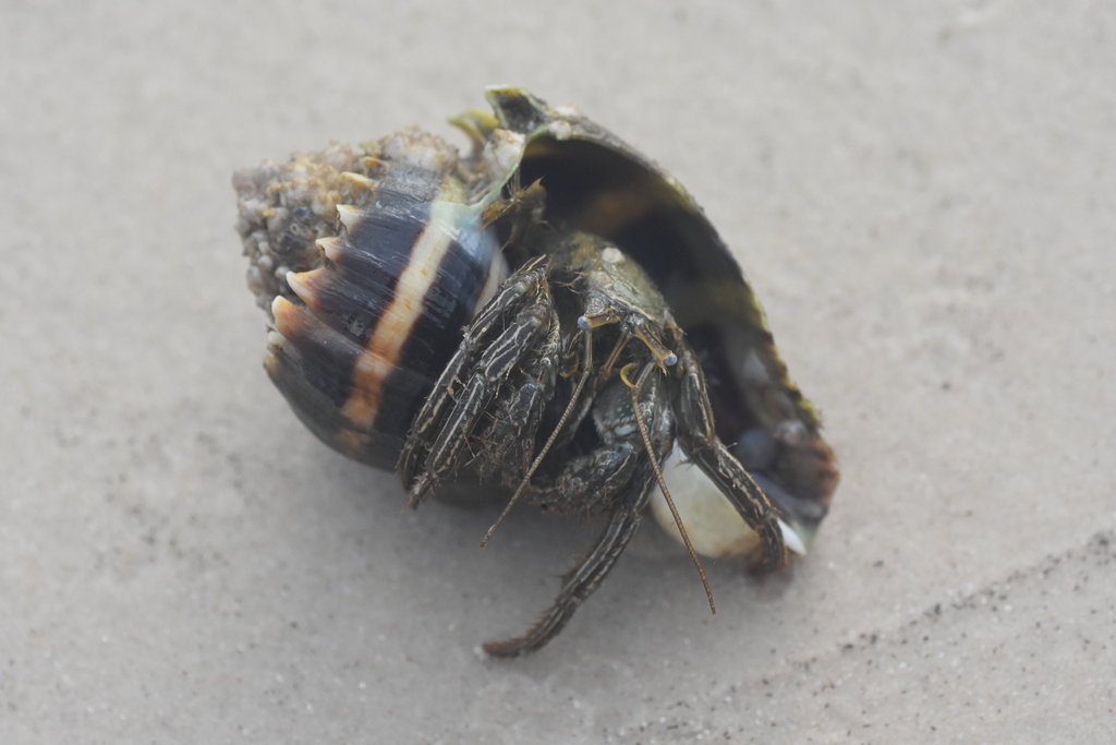 Thinstripe Hermit Crab in May 2023 by Cade · iNaturalist