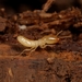 Japanese Termite - Photo (c) Do-yoon Kim, all rights reserved, uploaded by Do-yoon Kim