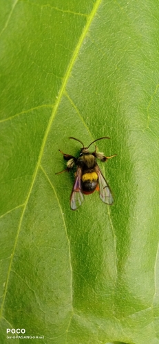Dasysphecia