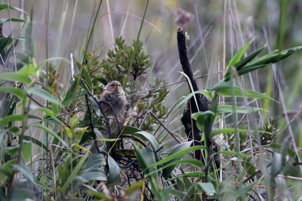 Grass Wren in March 2023 by louislo · iNaturalist