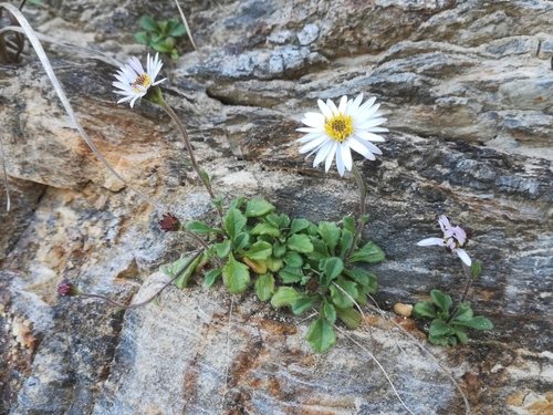 Aster miyagii