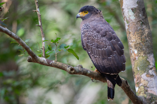 Crested Serpent Eagle