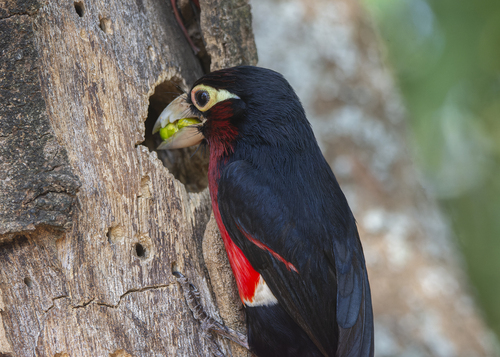 Double-toothed Barbet