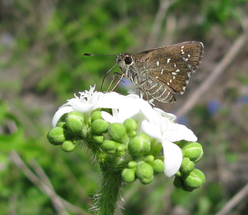 Toltec Roadside-Skipper