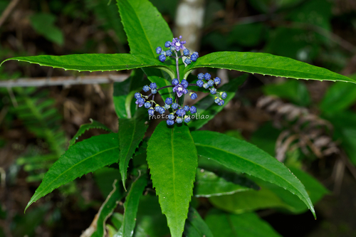 Dichroa mollissima