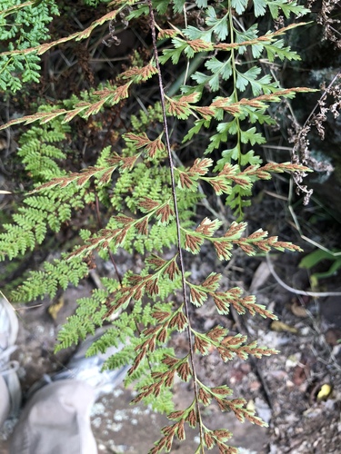 Asplenium varians Wall. ex Hook. & Grev.