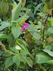 Image of Salvia quitensis