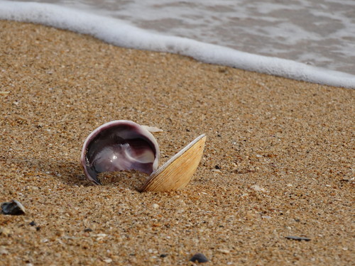 Purple Butterclam