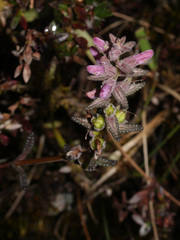 Neobartsia orthocarpiflora image