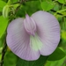 Butterfly Pea - Photo (c) Diana P, all rights reserved, uploaded by Diana P