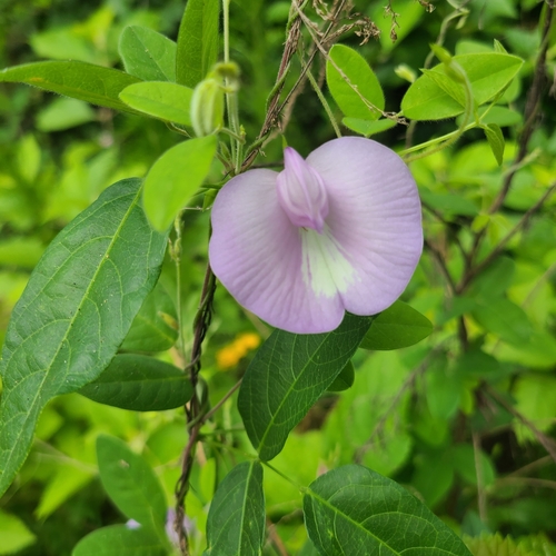 butterfly pea