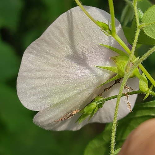butterfly pea