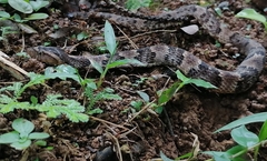 Xenodon rabdocephalus image