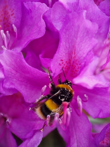 Žeminė kamanė nuotrauka