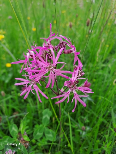 Silene flos-cuculi ssp. flos-cuculi