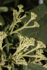 Critoniopsis huairacajana image