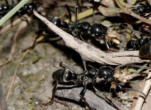 Matabele Ant