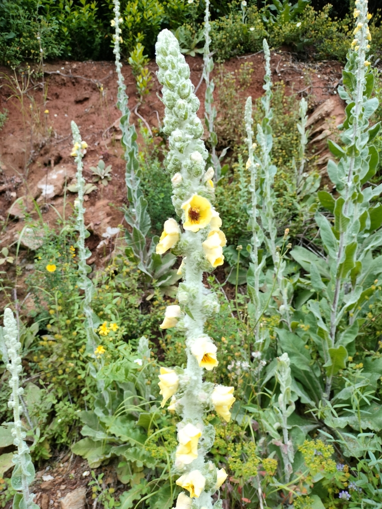 Woolly mullein