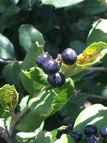 Citharexylum ilicifolium image
