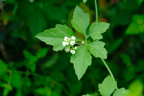 Naudin's cyclanthera (Cyclanthera naudiniana)