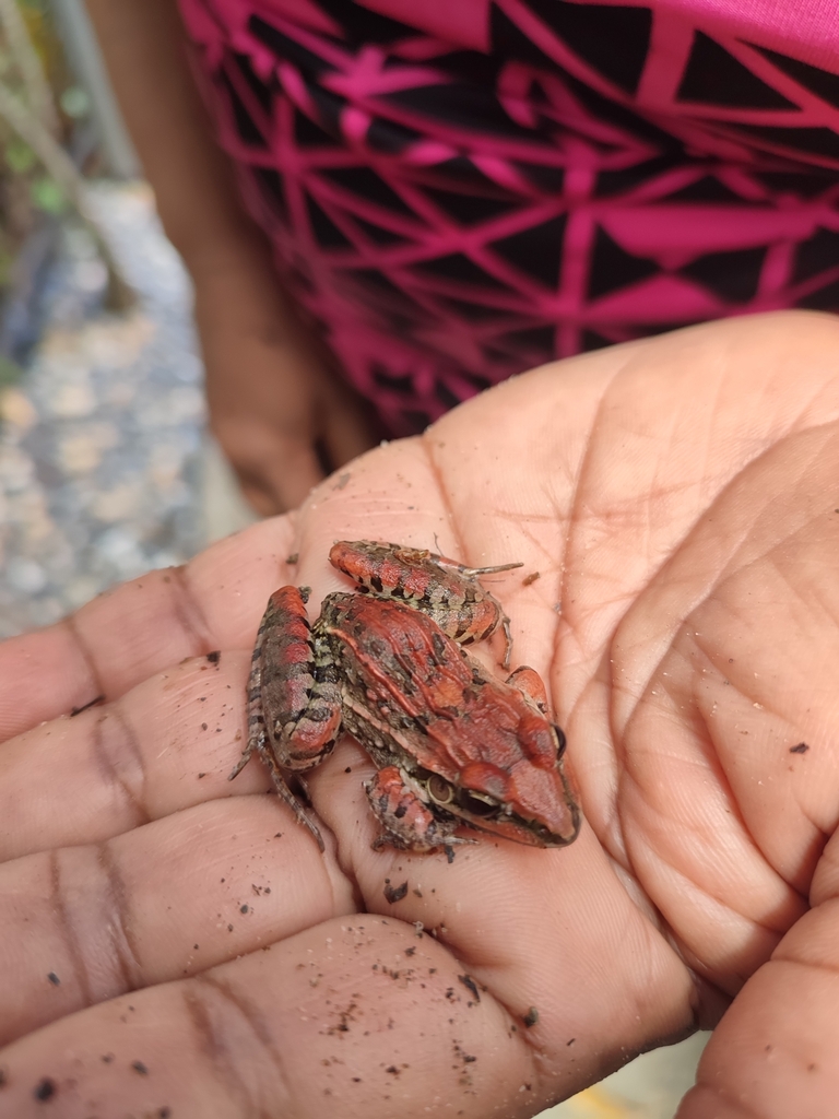 whistling-grass-frog-from-arima-on-may-23-2023-at-12-31-pm-by-josh