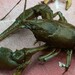 Allegheny Crayfish - Photo (c) brandonh1, all rights reserved, uploaded by brandonh1